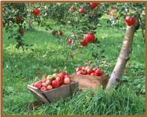 stcps-0916-apple-tree