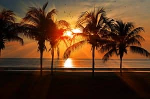 Silhouetted palm trees at sunset over the ocean, highlighting a serene tropical landscape for St Charles Plastic Surgery.