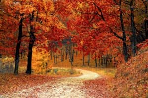 Winding dirt path through trees with vibrant autumn foliage, showcasing the beauty of nature near St Charles Plastic Surgery.