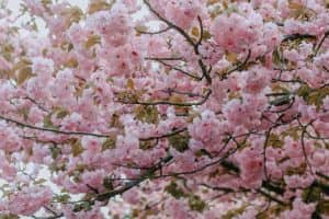Cherry blossom branches with pink flowers and green leaves near St Charles Plastic Surgery, representing spring and beauty.